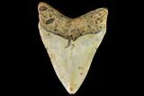 Fossil Megalodon Tooth - North Carolina #109815-2